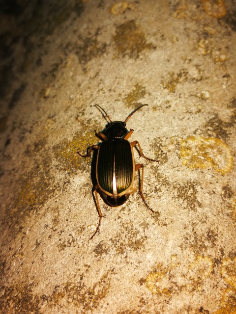 Chlaenius spoliatus - csupasz bűzfutó