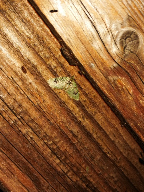 Chloroclystis v-ata - zöldes törpearaszoló