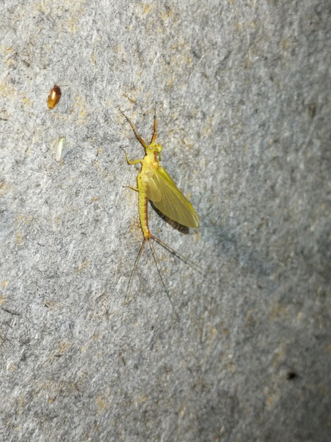 Potamanthus luteus - folyamvirág