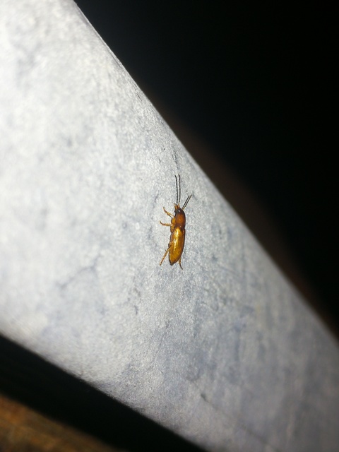 Anthracus consputus - nyerges kisdedfutó