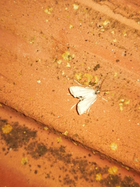 Acentria ephemerella - törpe vízimoly