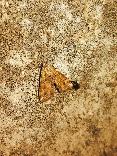 Cataclysta lemnata - békalencsemoly