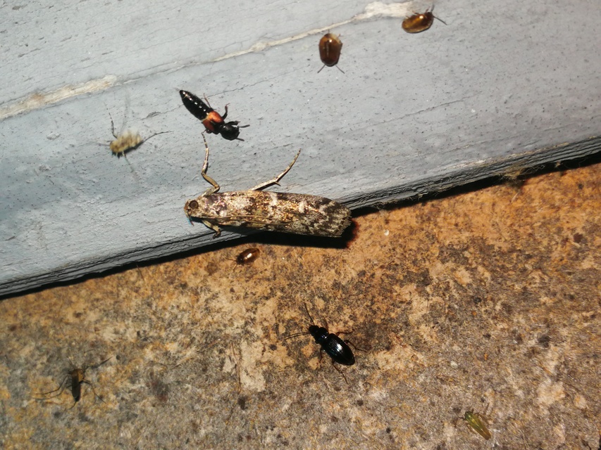 Dioryctria