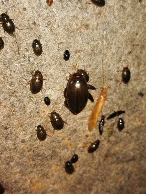 Rhantus