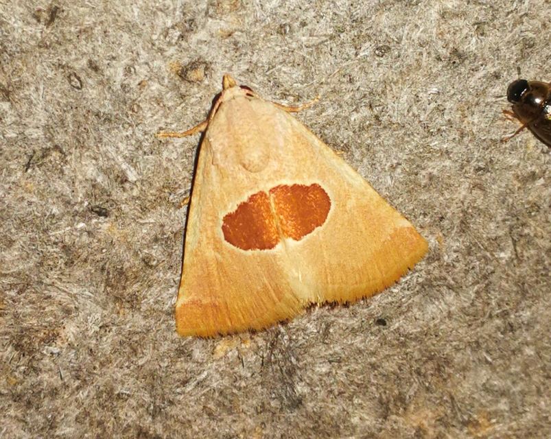 Calymma communimacula - pajzstetűfaló bagoly