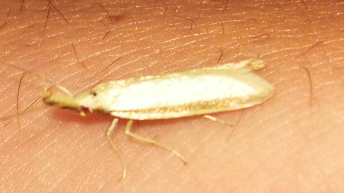 Pleurota