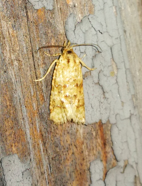 Aethes williana - gyopár-fúrómoly