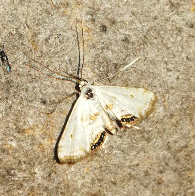 Cataclysta lemnata - békalencsemoly