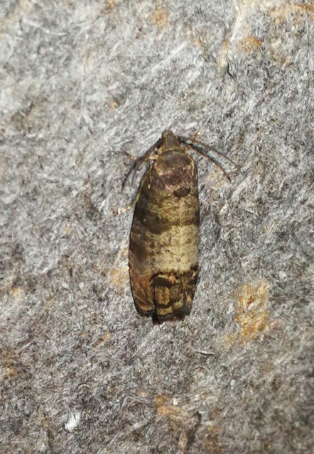 Cydia pomonella/pyrivora
