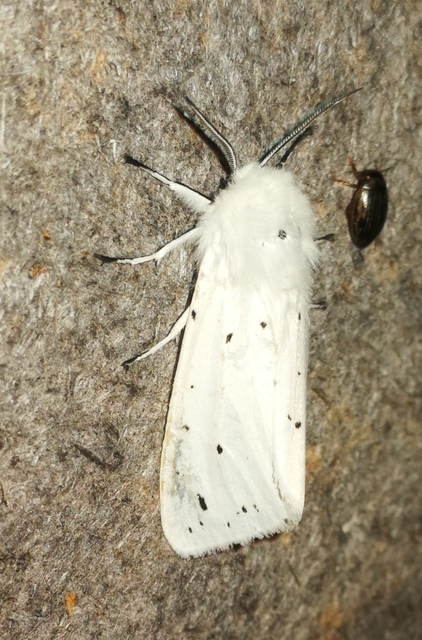 Spilosoma lubricipedum/urticae