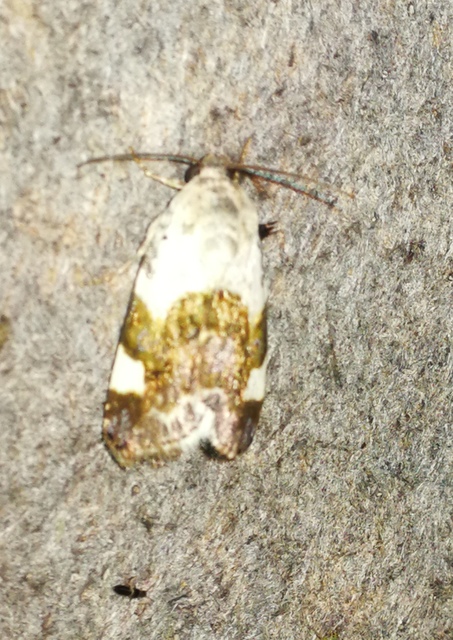 Acontia lucida - fehér nappalibagoly