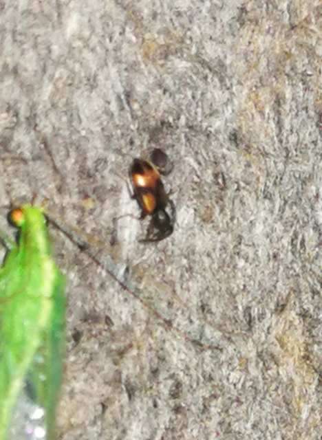 Anthicus antherinus - közönséges fürgebogár