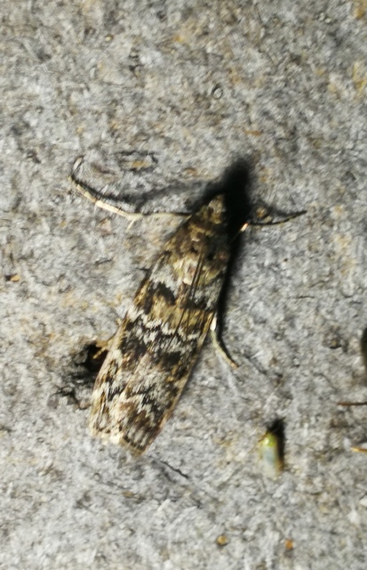 Dioryctria
