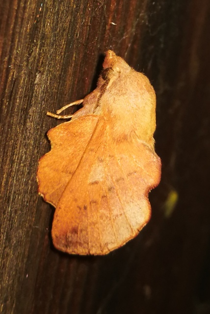 Phyllodesma tremulifolia - nyárlevélpohók