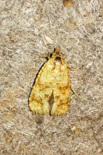 Aethes williana - gyopár-fúrómoly