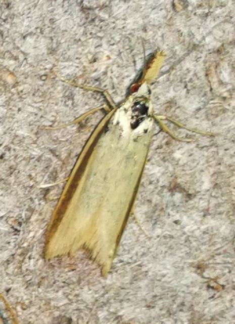Pleurota