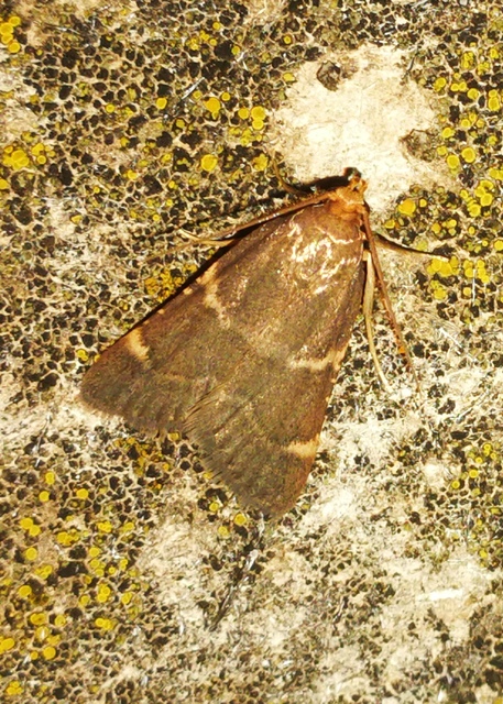 Pyralis perversalis - pusztai fényilonca