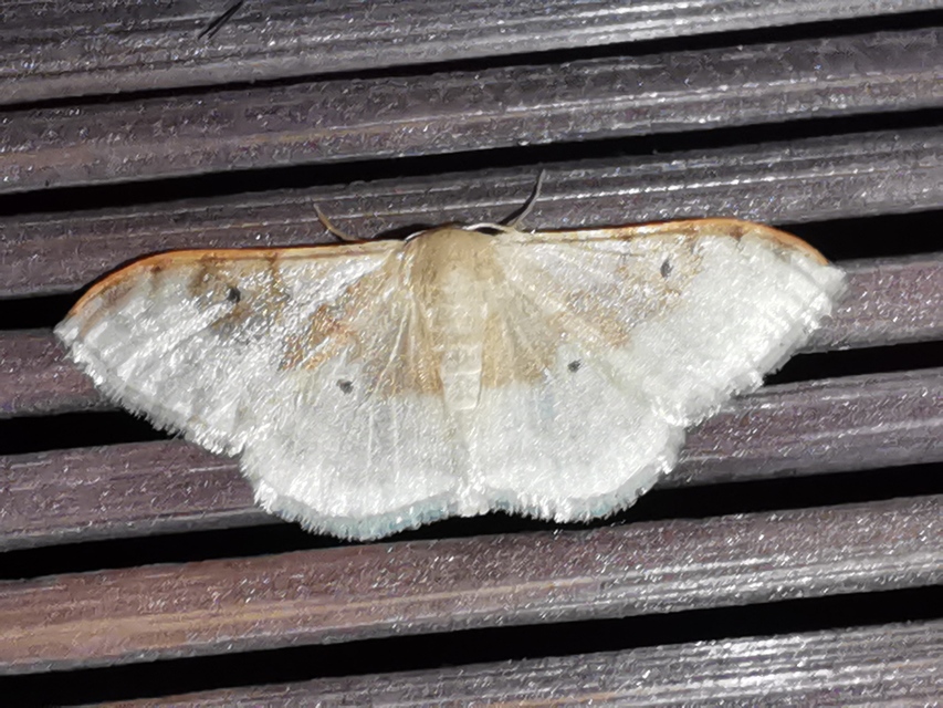 barnasávos araszoló - Idaea degeneraria