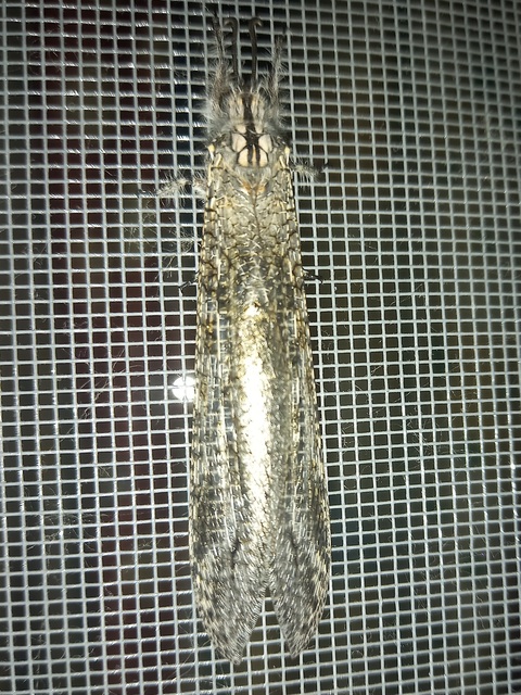 Acanthaclisis occitanica - pusztai hangyaleső