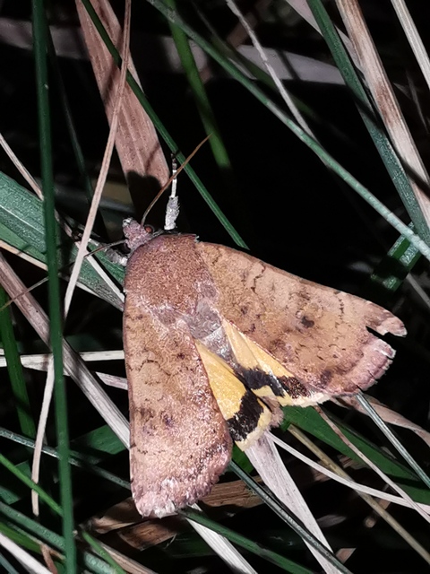 Noctua interjecta - zömök sárgafűbagoly