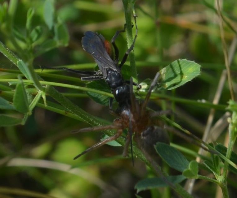 Pompilidae - útonállódarazsak