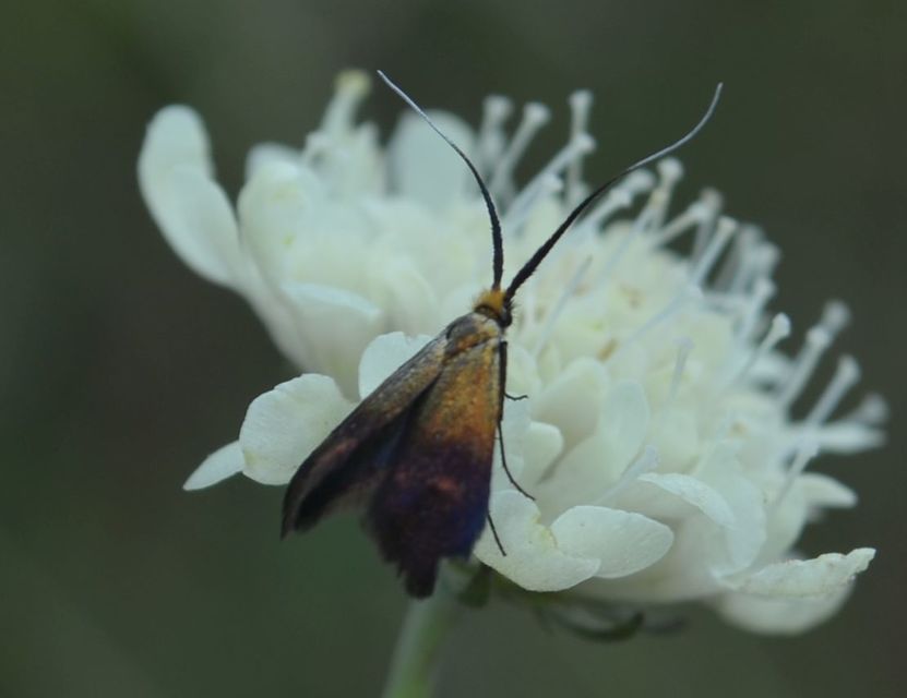 Nemophora