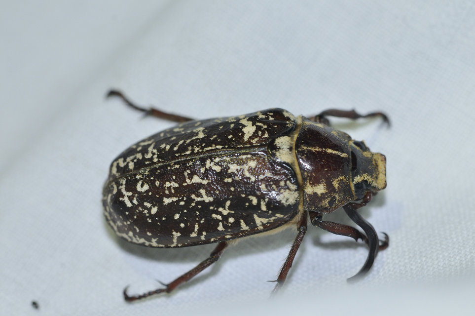 Polyphylla fullo - csapó cserebogár