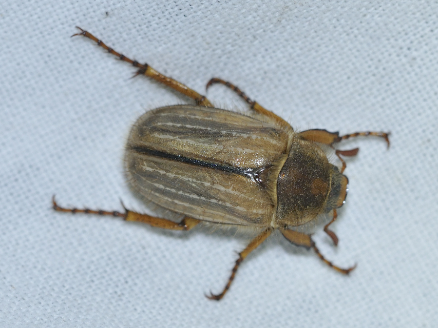 Amphimallon solstitiale - bordás sárgacserebogár
