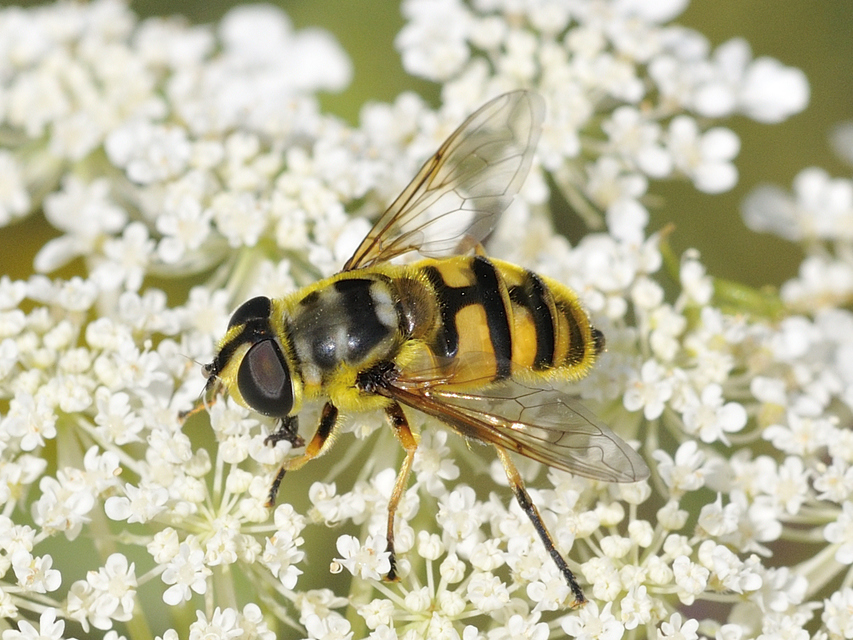 Myathropa florea - halálfejes odúlégy