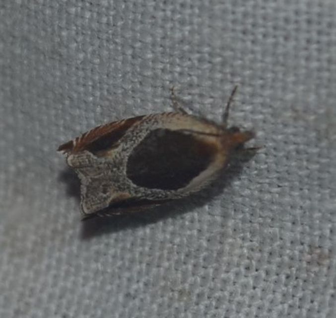 Ancylis