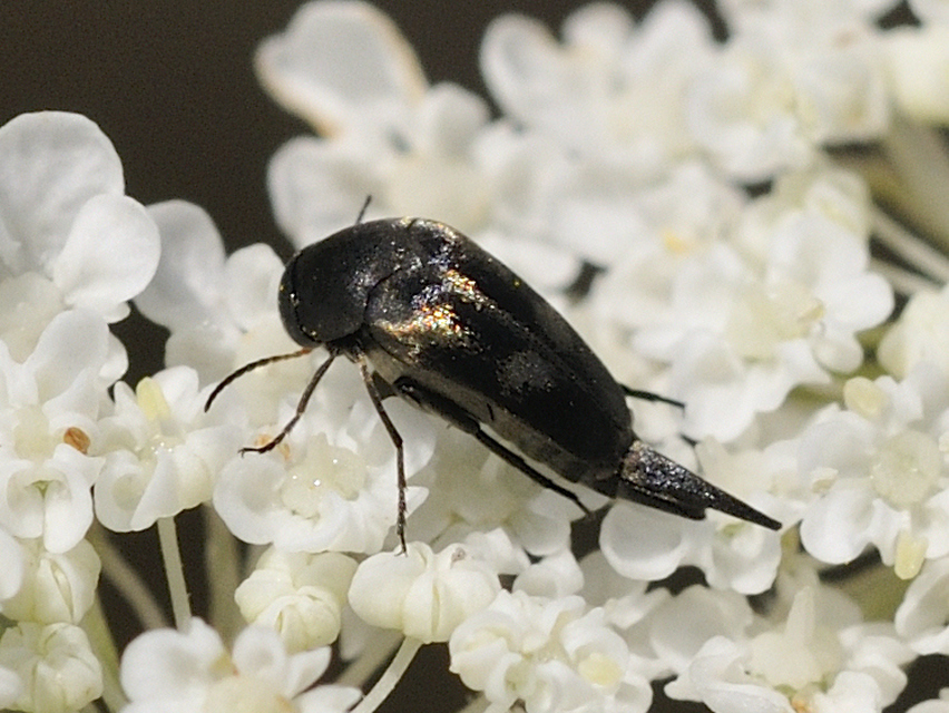 Variimorda villosa - szalagos maróka