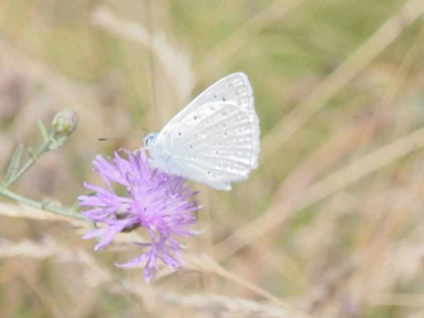 Polyommatus daphnis - csipkés boglárka