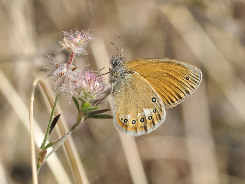 Coenonympha glycerion - közönséges szénalepke