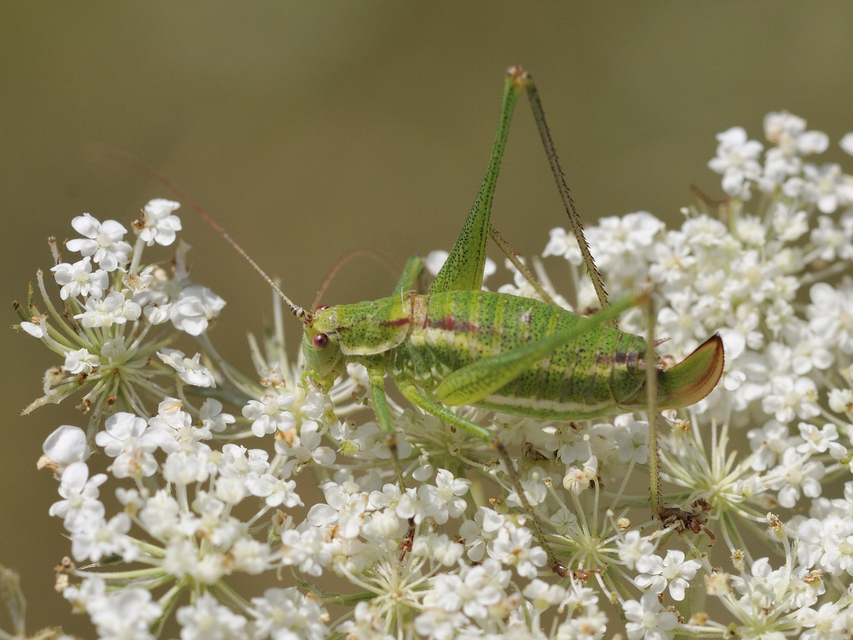 Leptophyes albovittata - közönséges virágszöcske