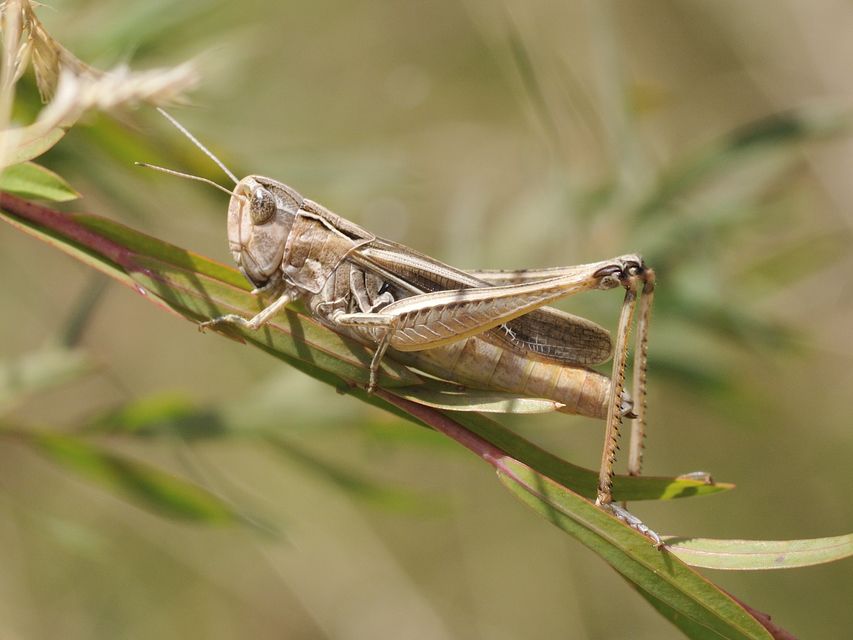 Stenobothrus lineatus - jajgató rétisáska