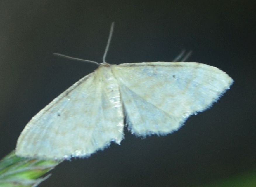 Idaea fuscovenosa - szürkeszélű apróaraszoló