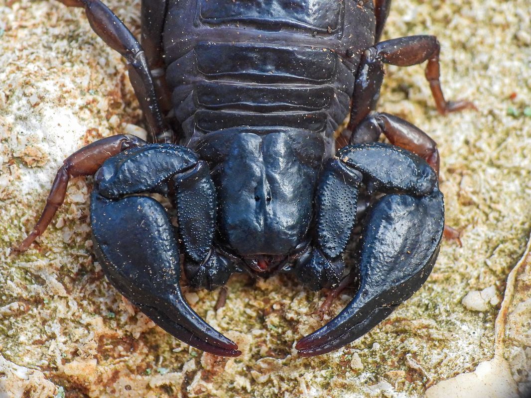 Euscorpius