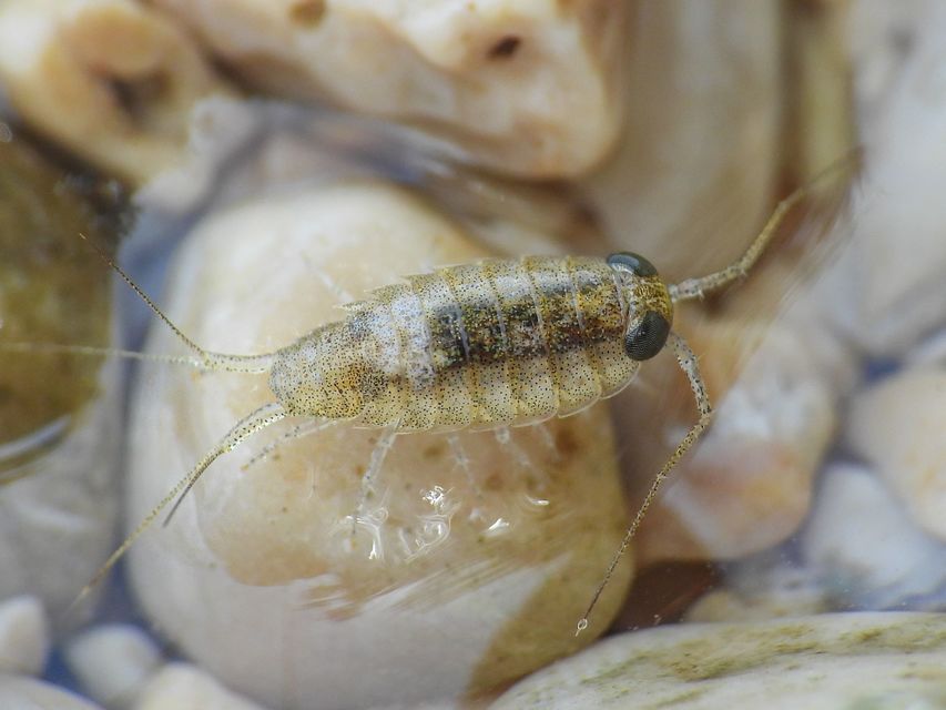 Ligiidae Ligiidae
