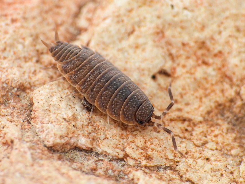 Porcellionides pruinosus - hamvas ászka Porcellionides pruinosus - hamvas ászka