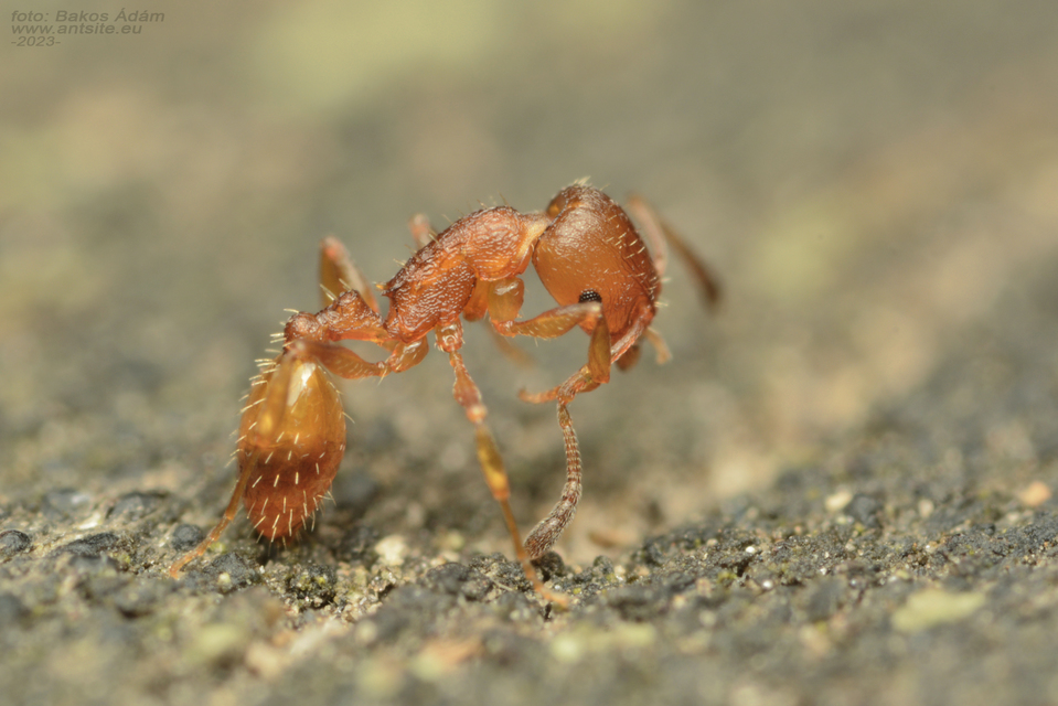 Temnothorax unifasciatus - gyűrűs kéreghangya