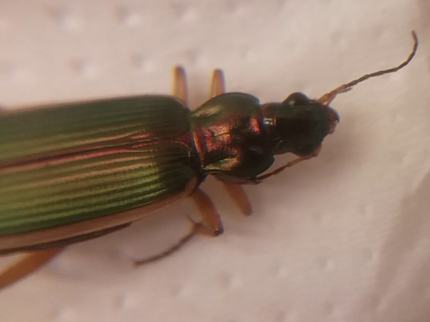 Chlaenius spoliatus - csupasz bűzfutó