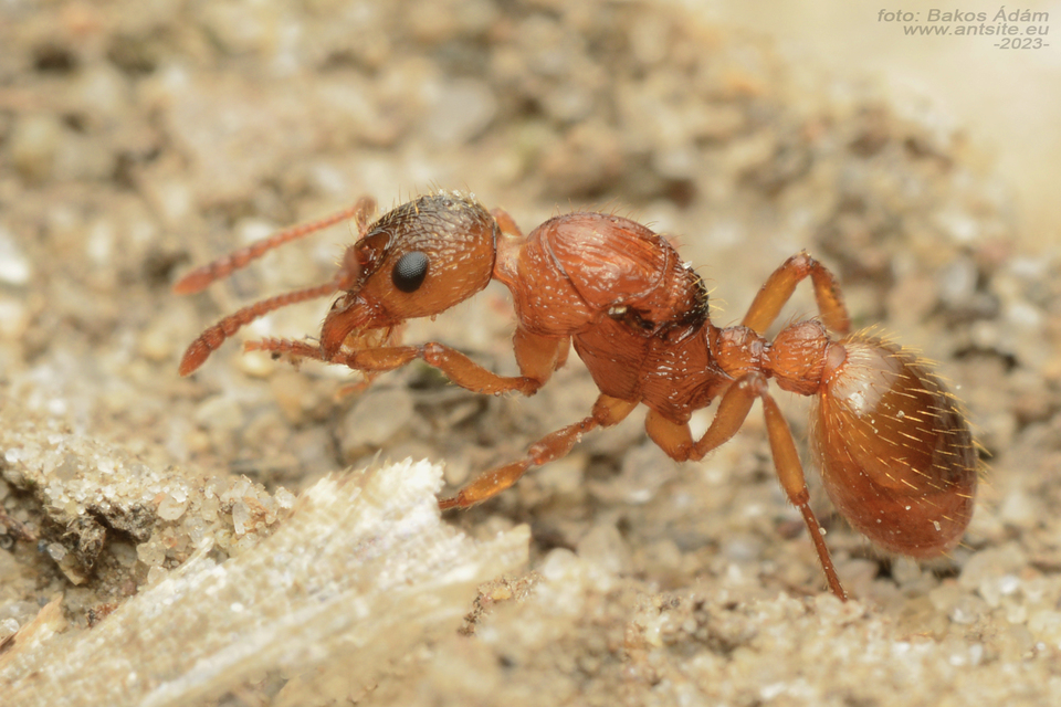 Myrmica ruginodis - erdei bütyköshangya