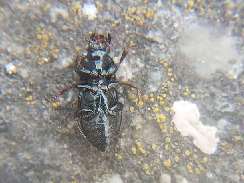 Harpalus distinguendus - mezei lomhafutó