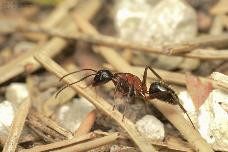 Camponotus ligniperda - faodvasító lóhangya