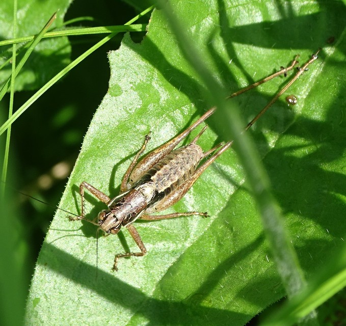 Pachytrachis gracilis - karcsú szöcske