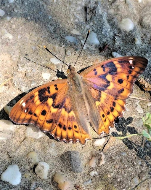 Apatura ilia - kis színjátszólepke