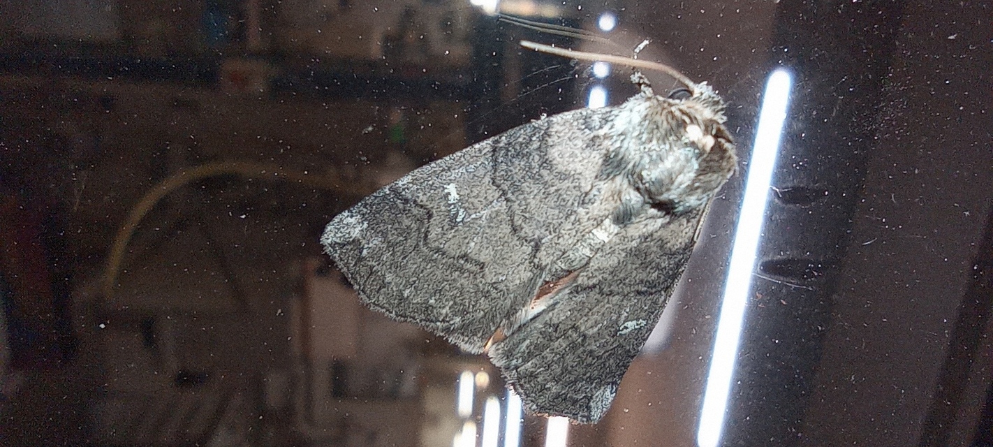 bélyeges pihésszövő - Tethea or