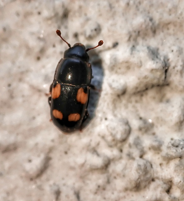 Glischrochilus quadrisignatus - amerikai fénybogár Glischrochilus quadrisignatus - amerikai fénybogár
