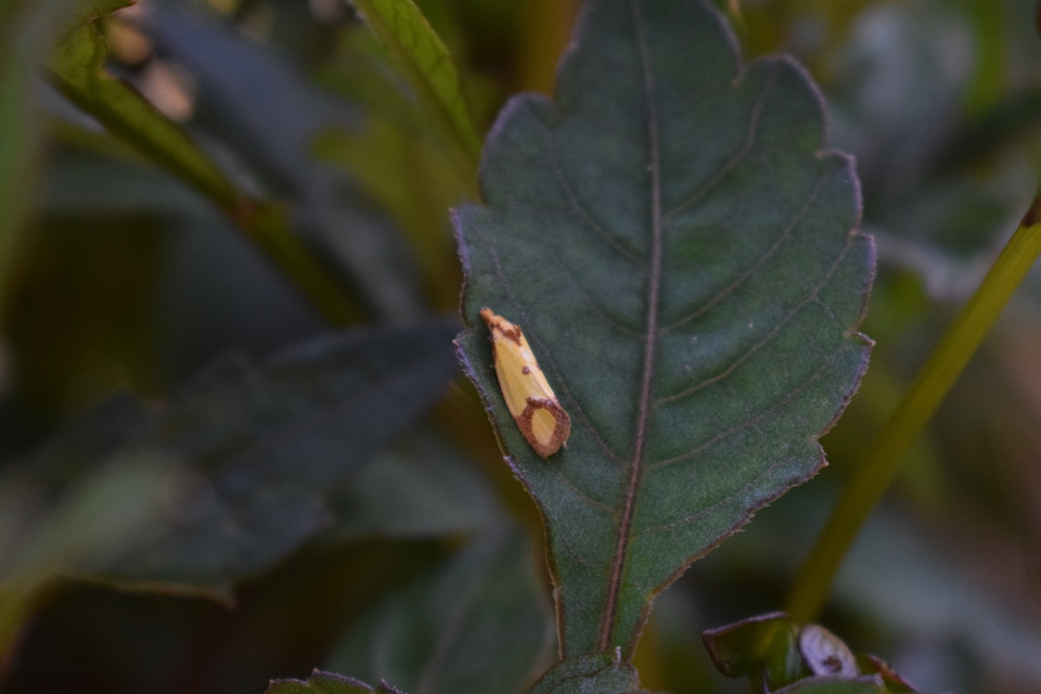 Agapeta zoegana - barnacsíkos sárgamoly