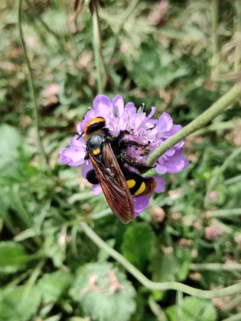 Megascolia maculata - óriás-tőrösdarázs